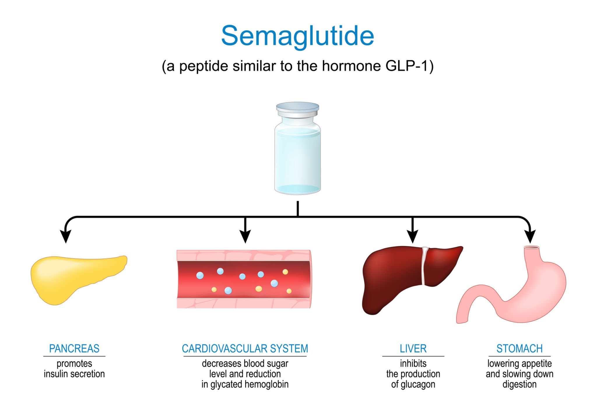 Medical infographic showing how Semaglutide, a GLP-1 peptide hormone, acts on the pancreas, cardiovascular system, liver, and stomach to regulate blood sugar and support weight management.