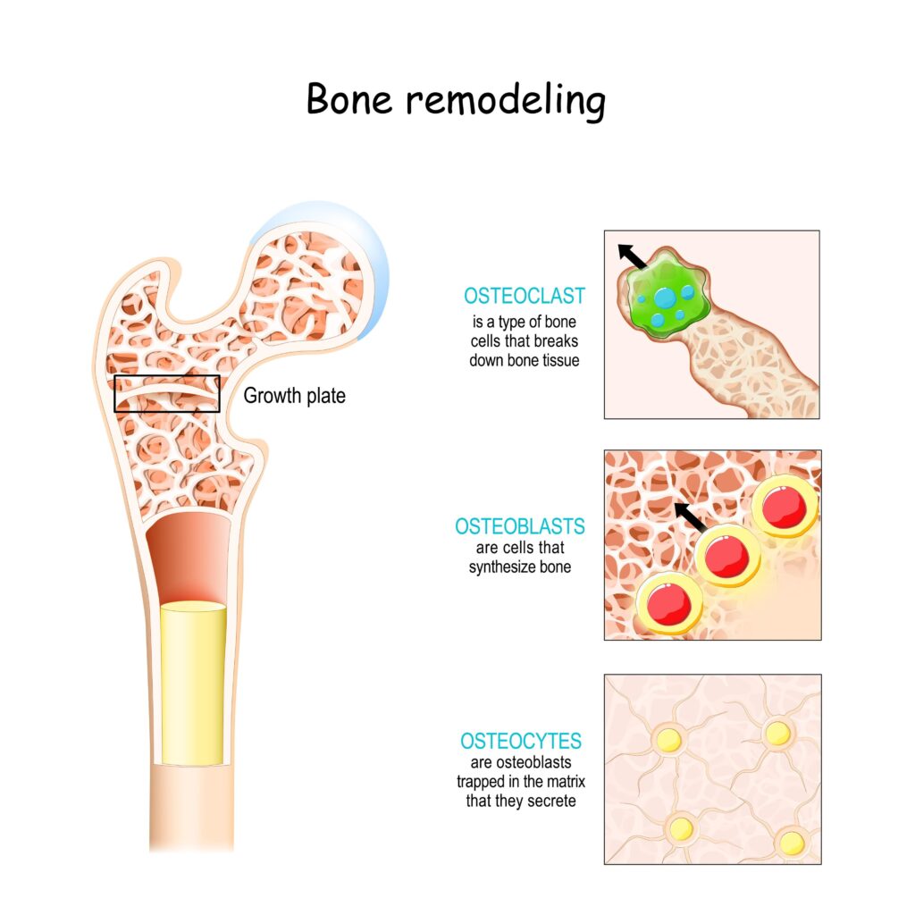 Bone remodeling cycle: The balance between bone formation and bone resorption."
